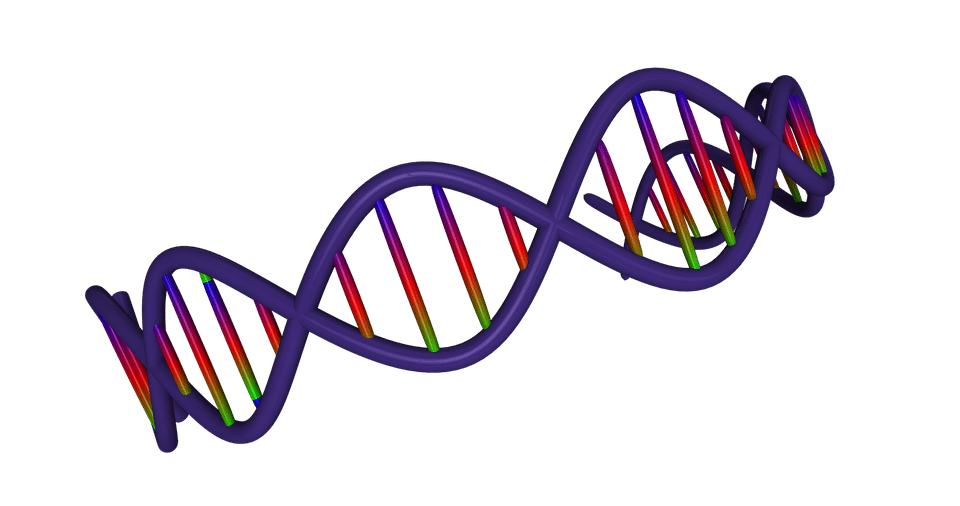 DNA structure